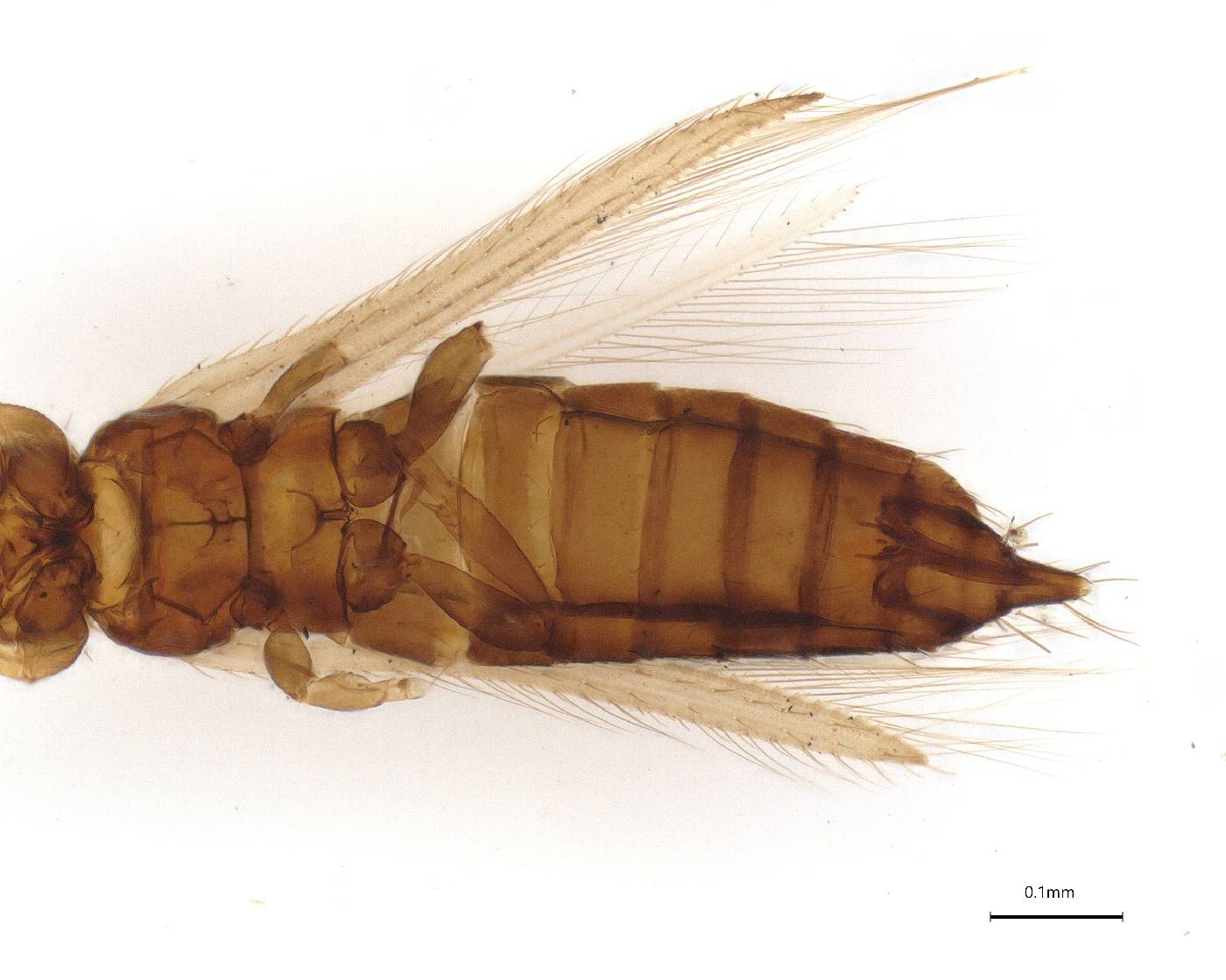 Isochaetothrips querci image