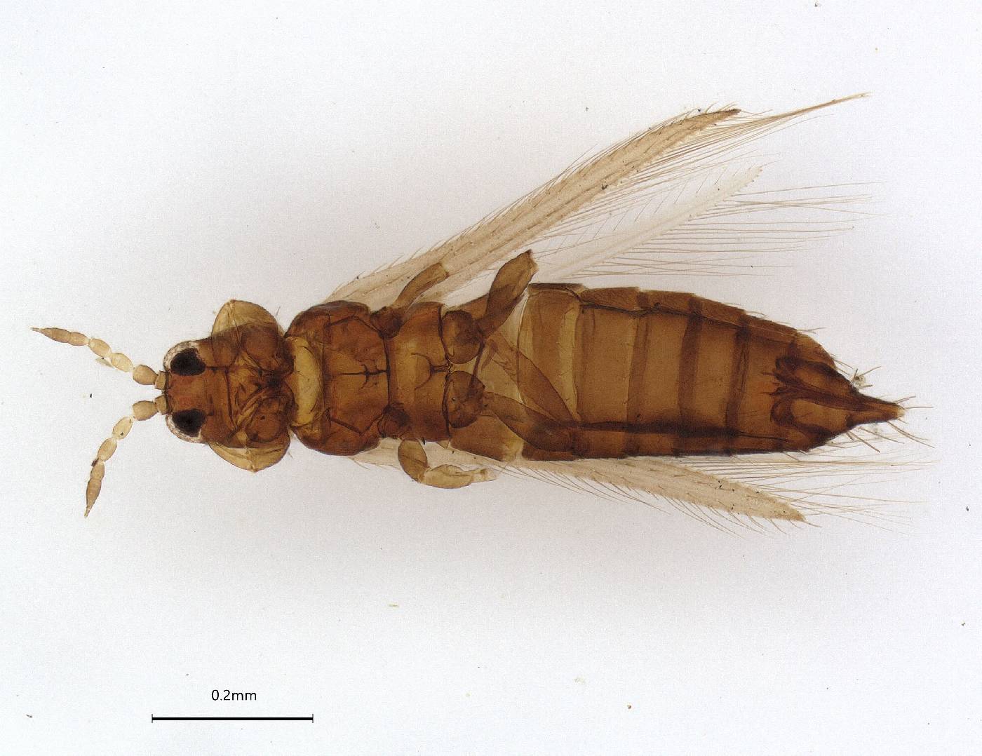 Isochaetothrips image
