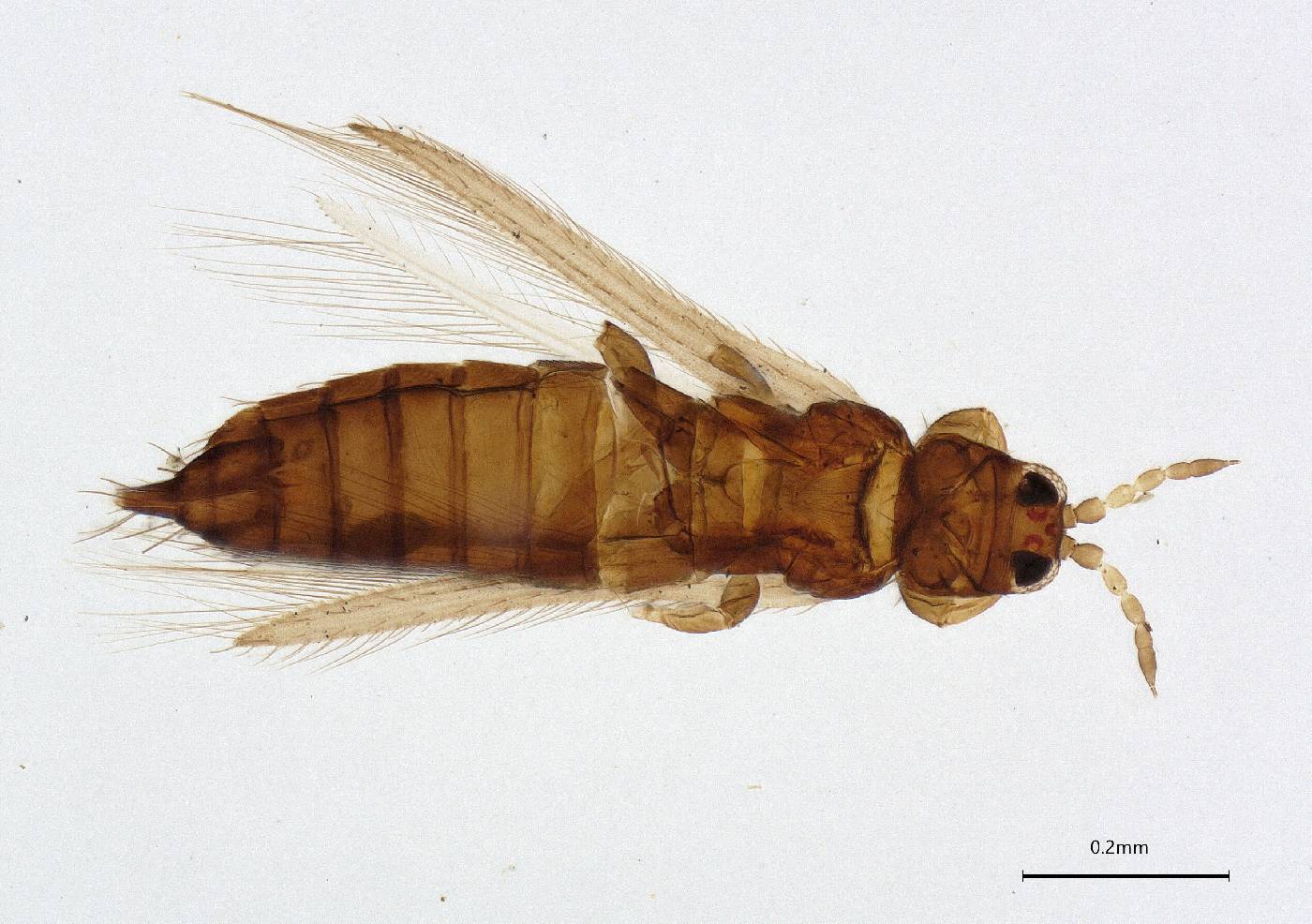 Isochaetothrips querci image