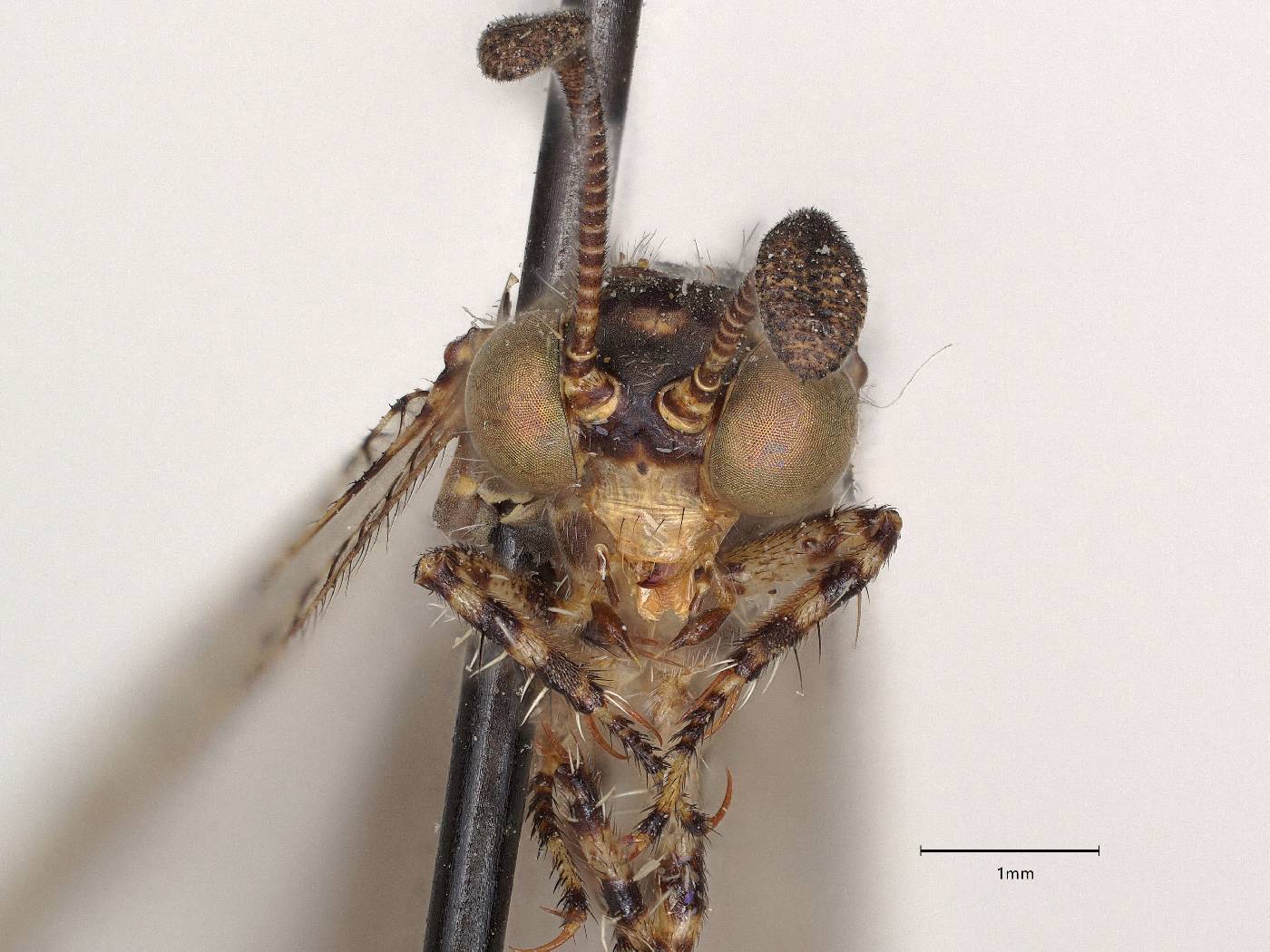 Galapagoleon darwini image