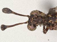 Galapagoleon darwini image