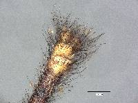 Galapagoleon darwini image