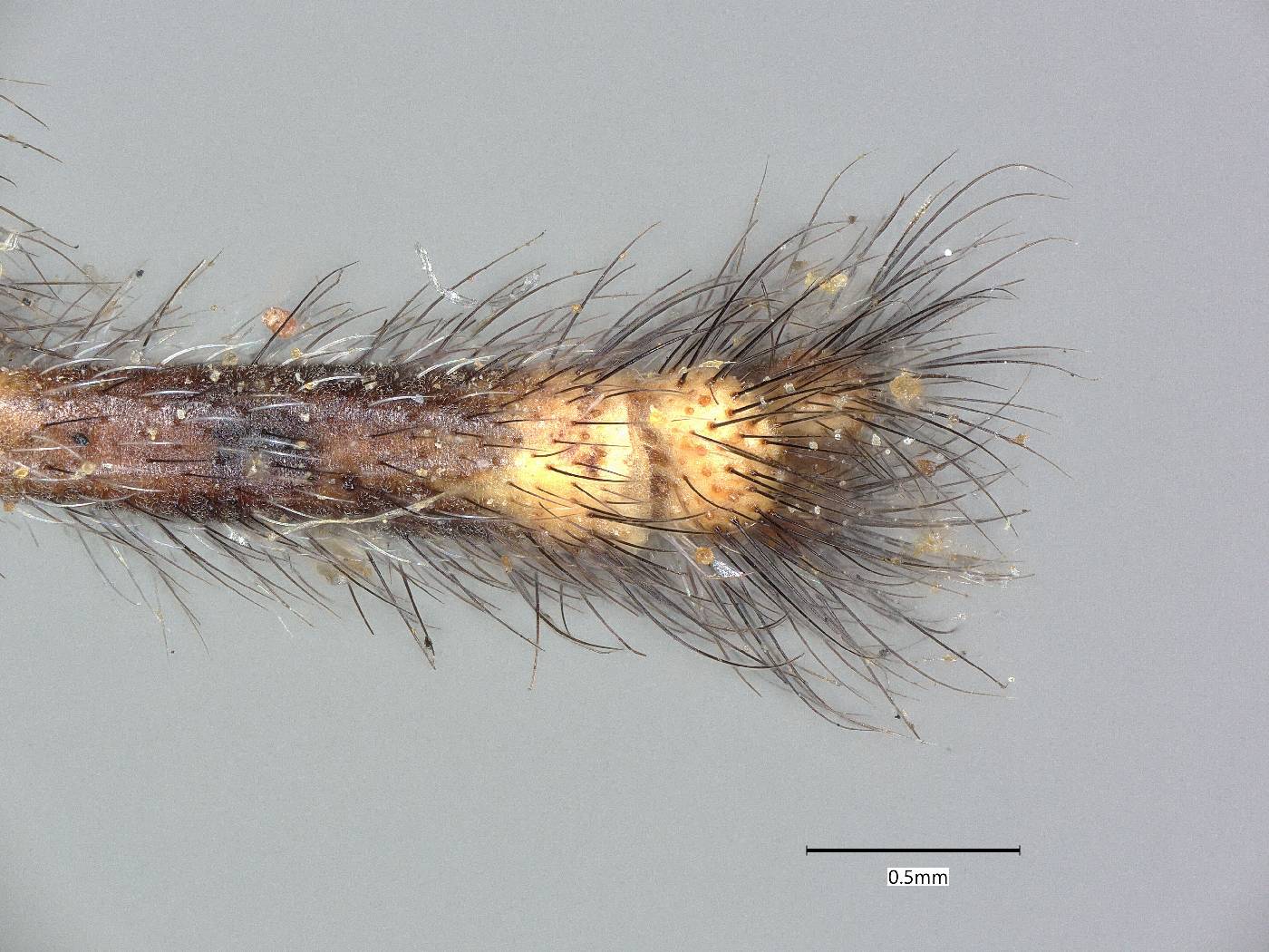 Galapagoleon darwini image