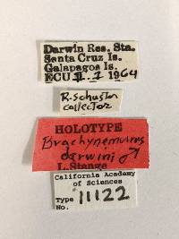 Galapagoleon darwini image