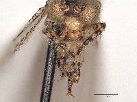 Galapagoleon darwini image