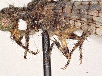 Galapagoleon darwini image