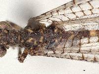 Galapagoleon darwini image