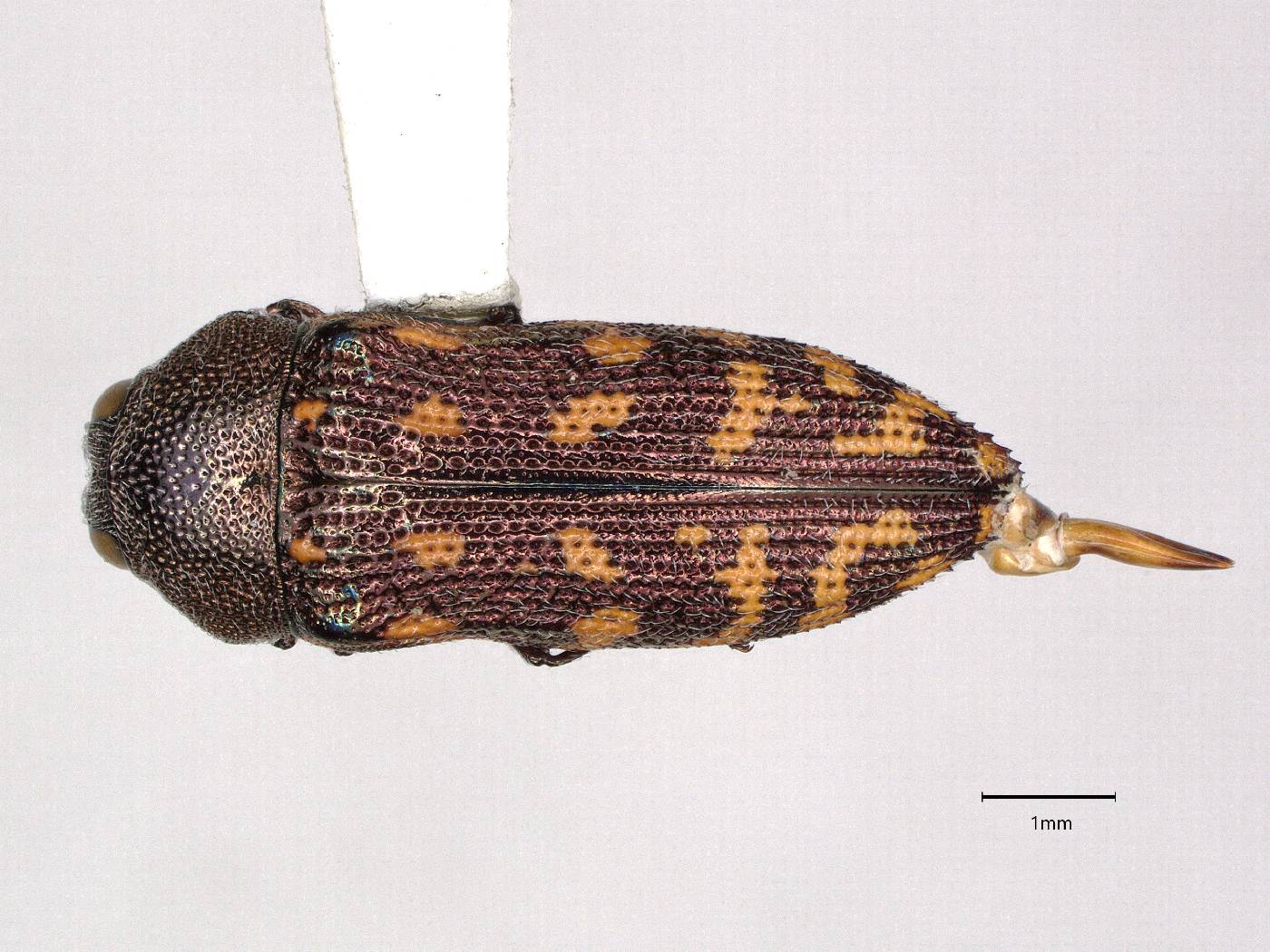 Acmaeodera adusta image