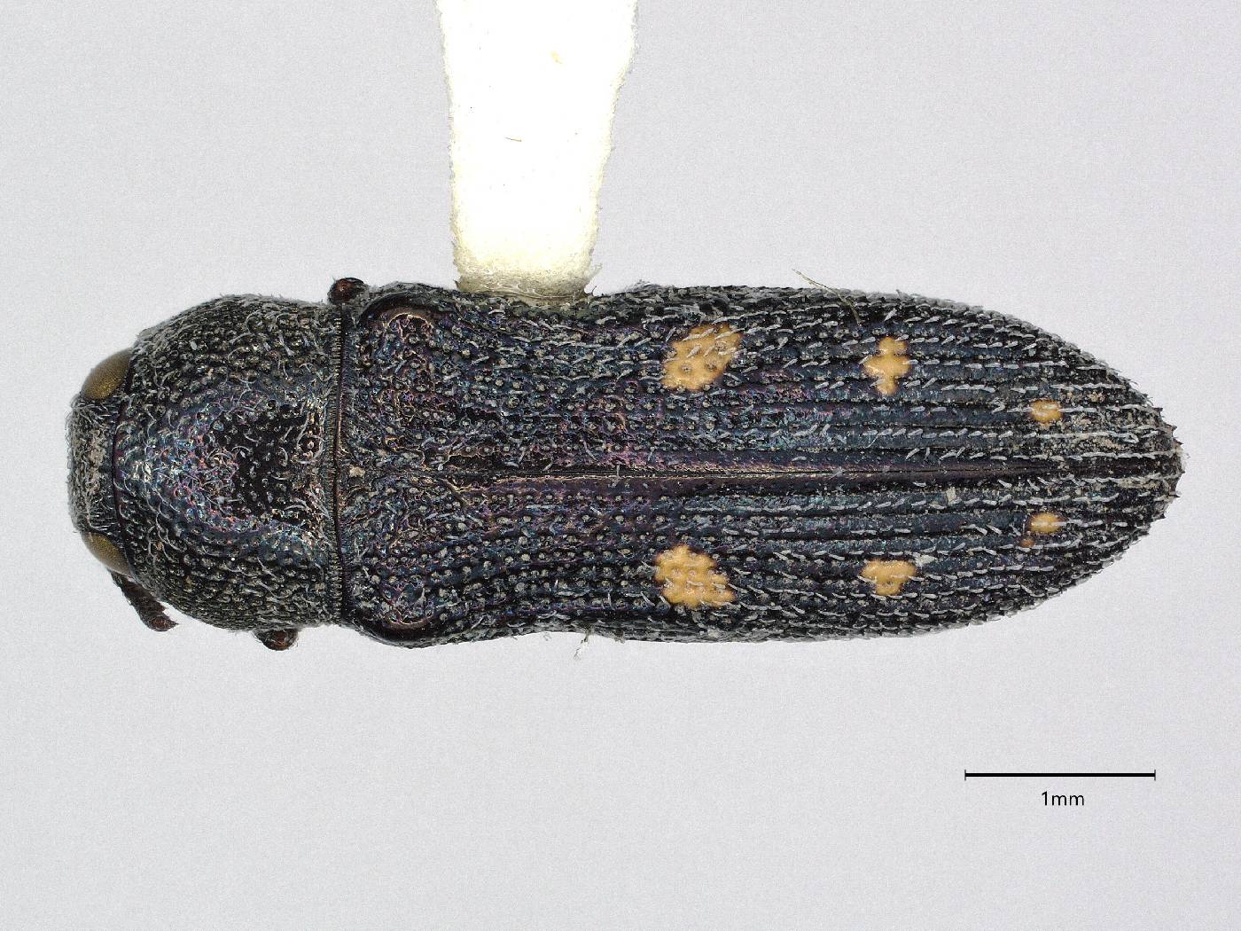 Acmaeodera vaga image