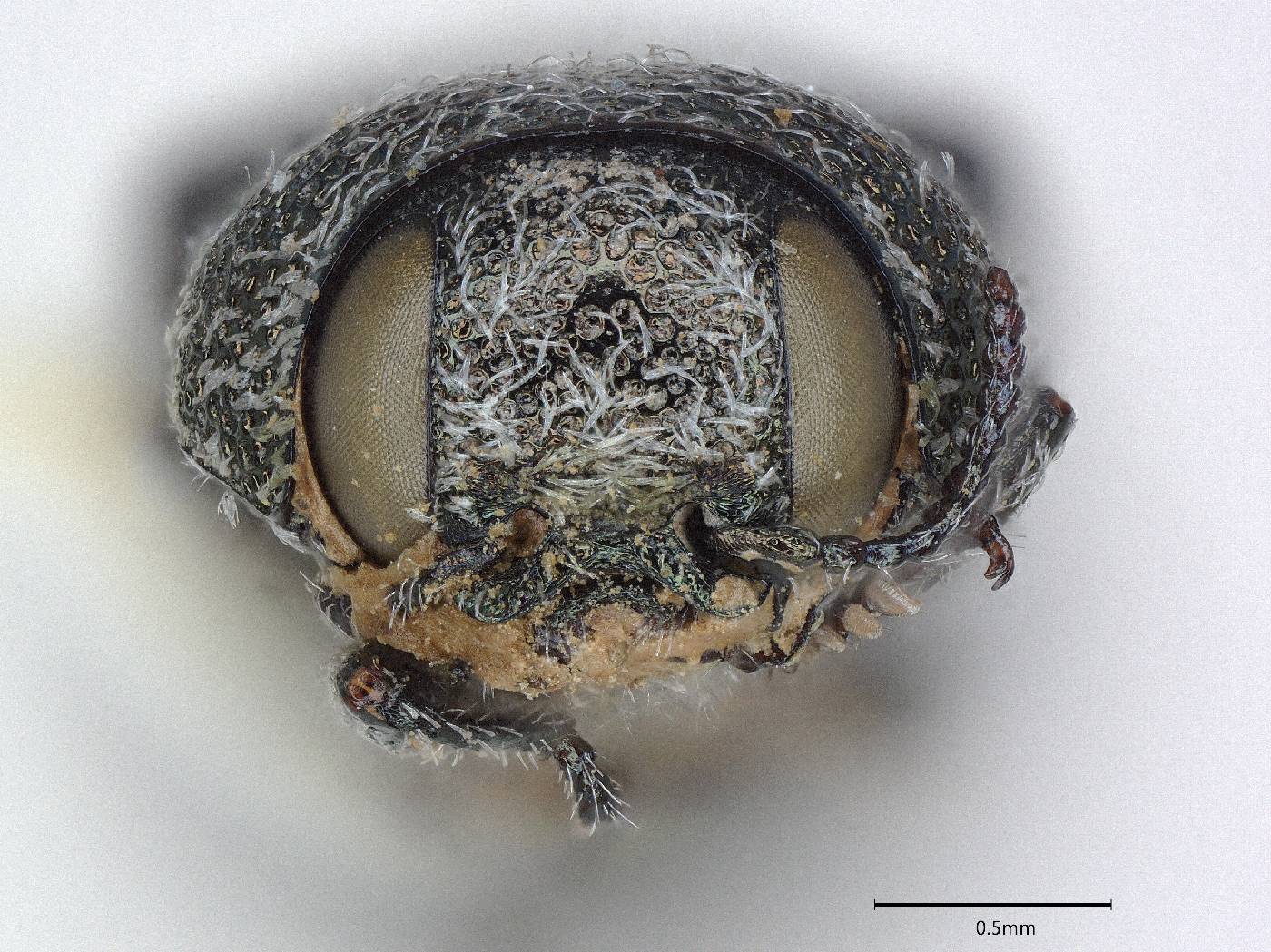 Acmaeodera vaga image