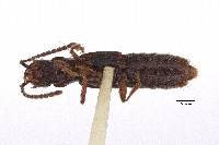 Vicelva paradoxica image