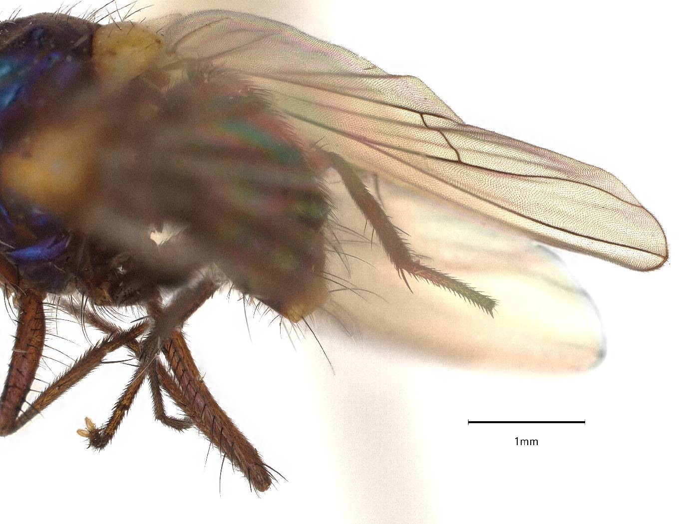 Muscidae image