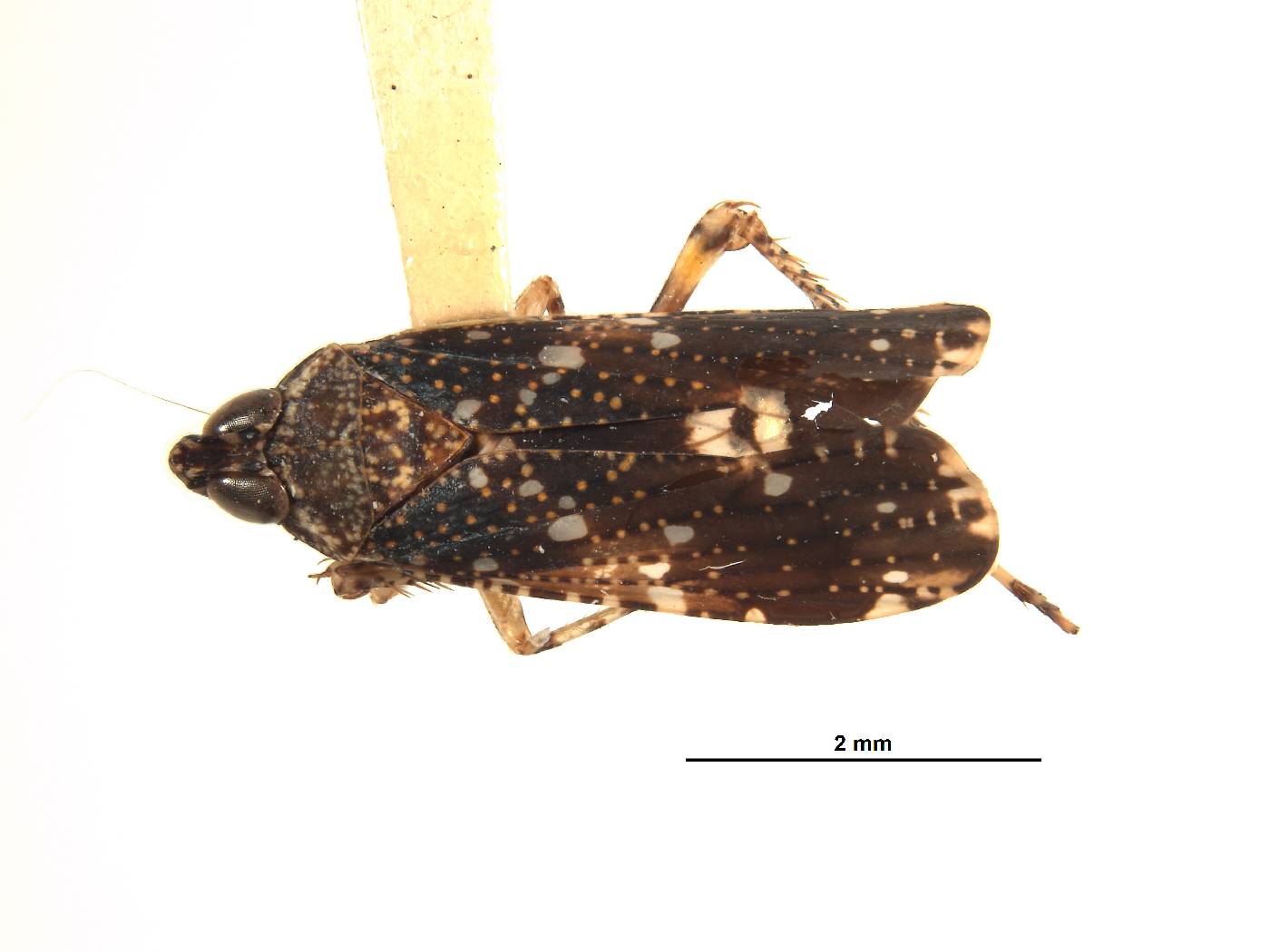 Sandersellus simplex image