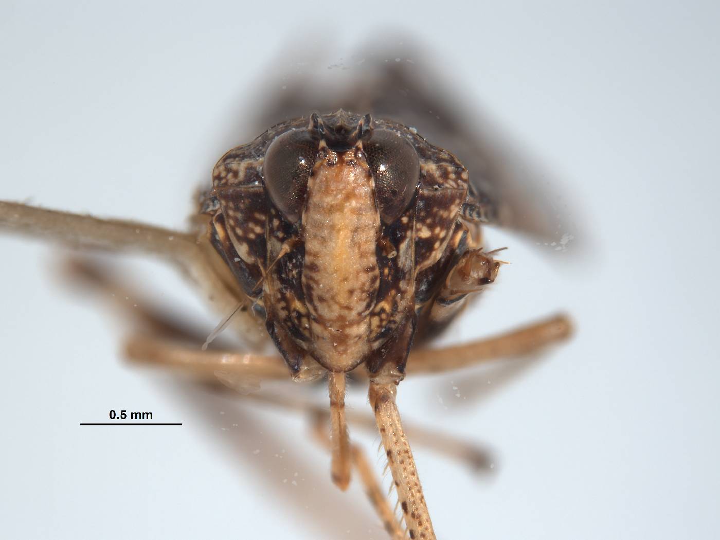 Sandersellus simplex image