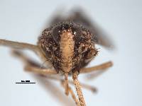 Sandersellus simplex image