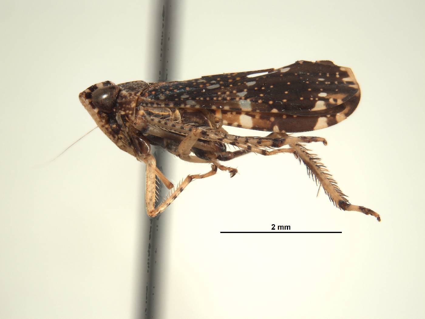 Sandersellus simplex image