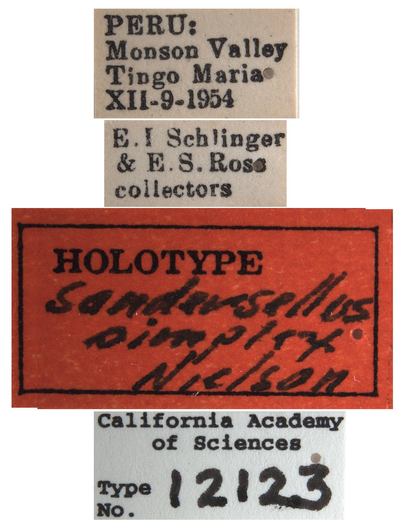 Sandersellus simplex image