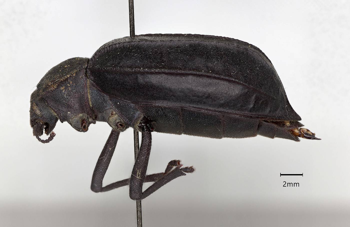 Pelecyphorus porcatus image