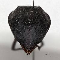 Pelecyphorus porcatus image