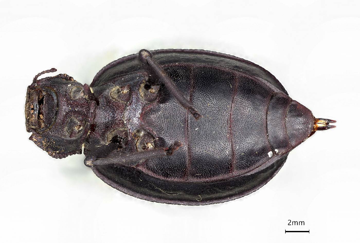 Pelecyphorus porcatus image
