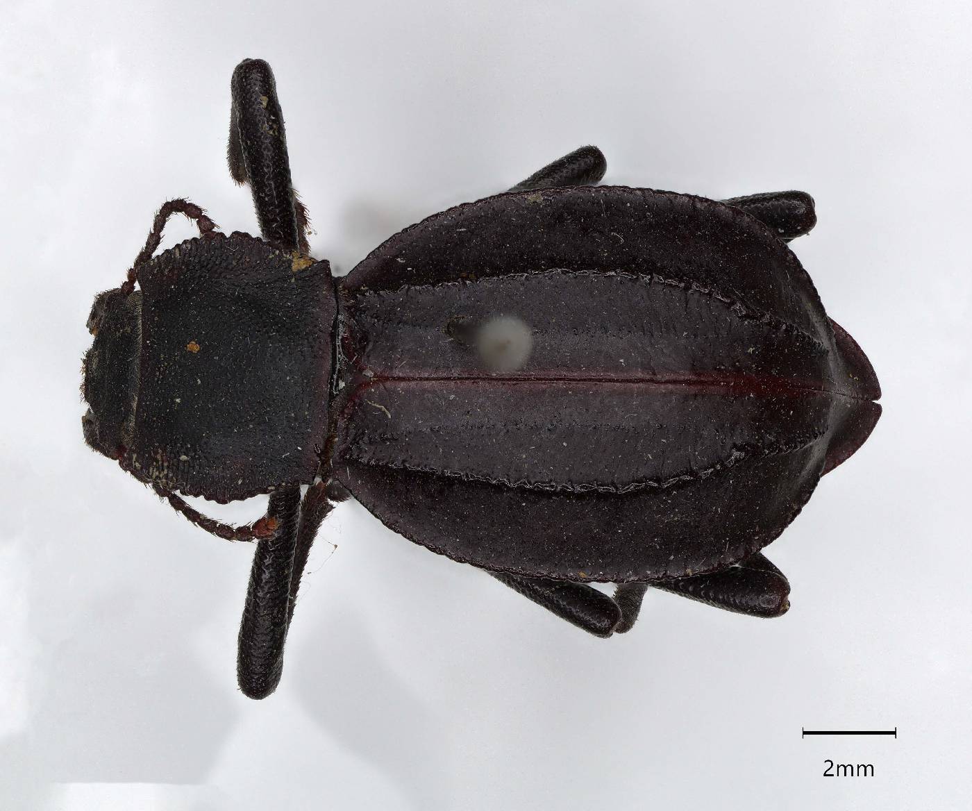 Pelecyphorus rugosus image