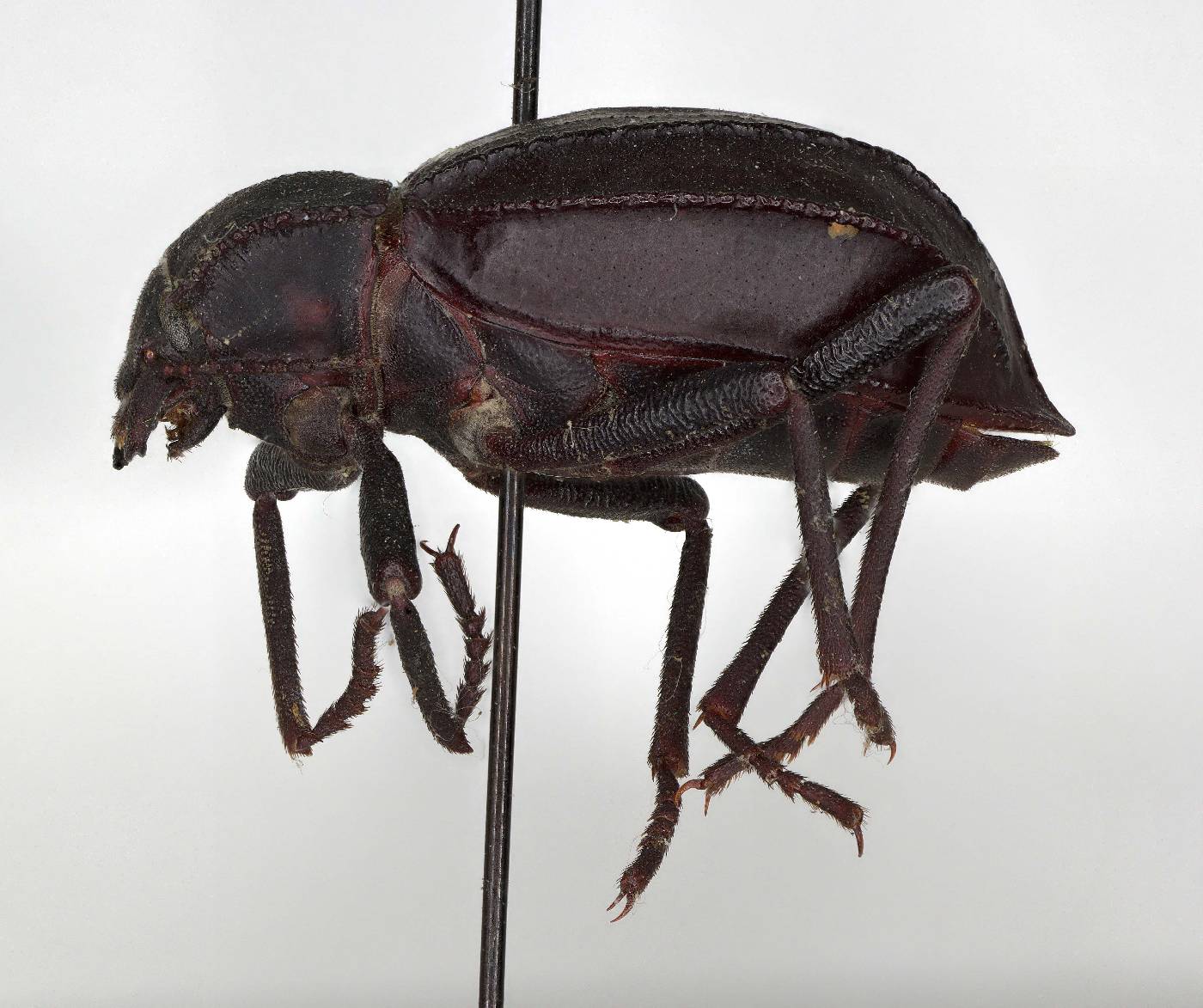 Pelecyphorus rugosus image