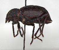 Pelecyphorus rugosus image