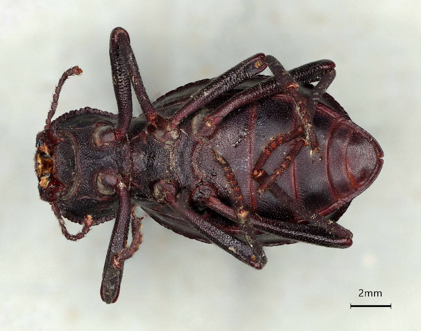 Pelecyphorus rugosus image
