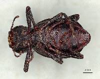 Pelecyphorus rugosus image