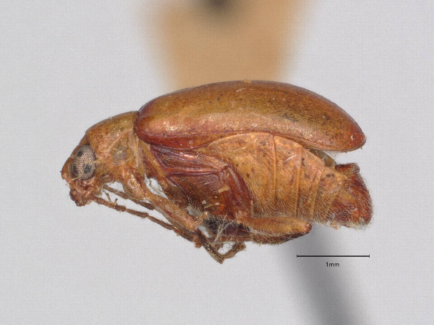 Paleosepharia basipennis image