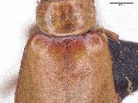Paleosepharia basipennis image