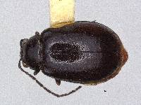 Image of Paleosepharia subnigra