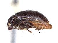 Paleosepharia subnigra image