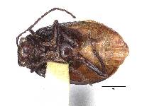Paleosepharia subnigra image