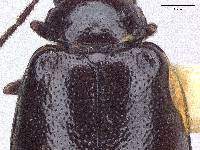 Paleosepharia subnigra image