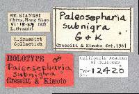 Paleosepharia subnigra image