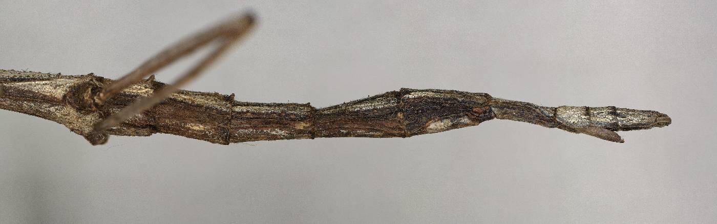 Phasmatodea image