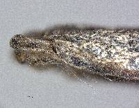 Pseudosermyle catalinae image