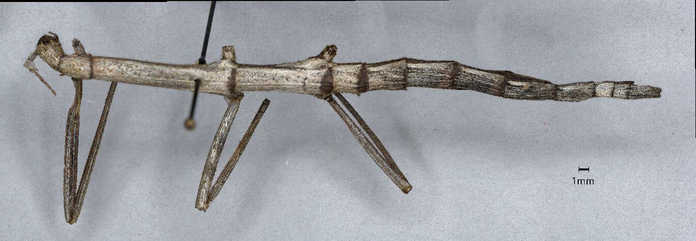 Pseudosermyle catalinae image