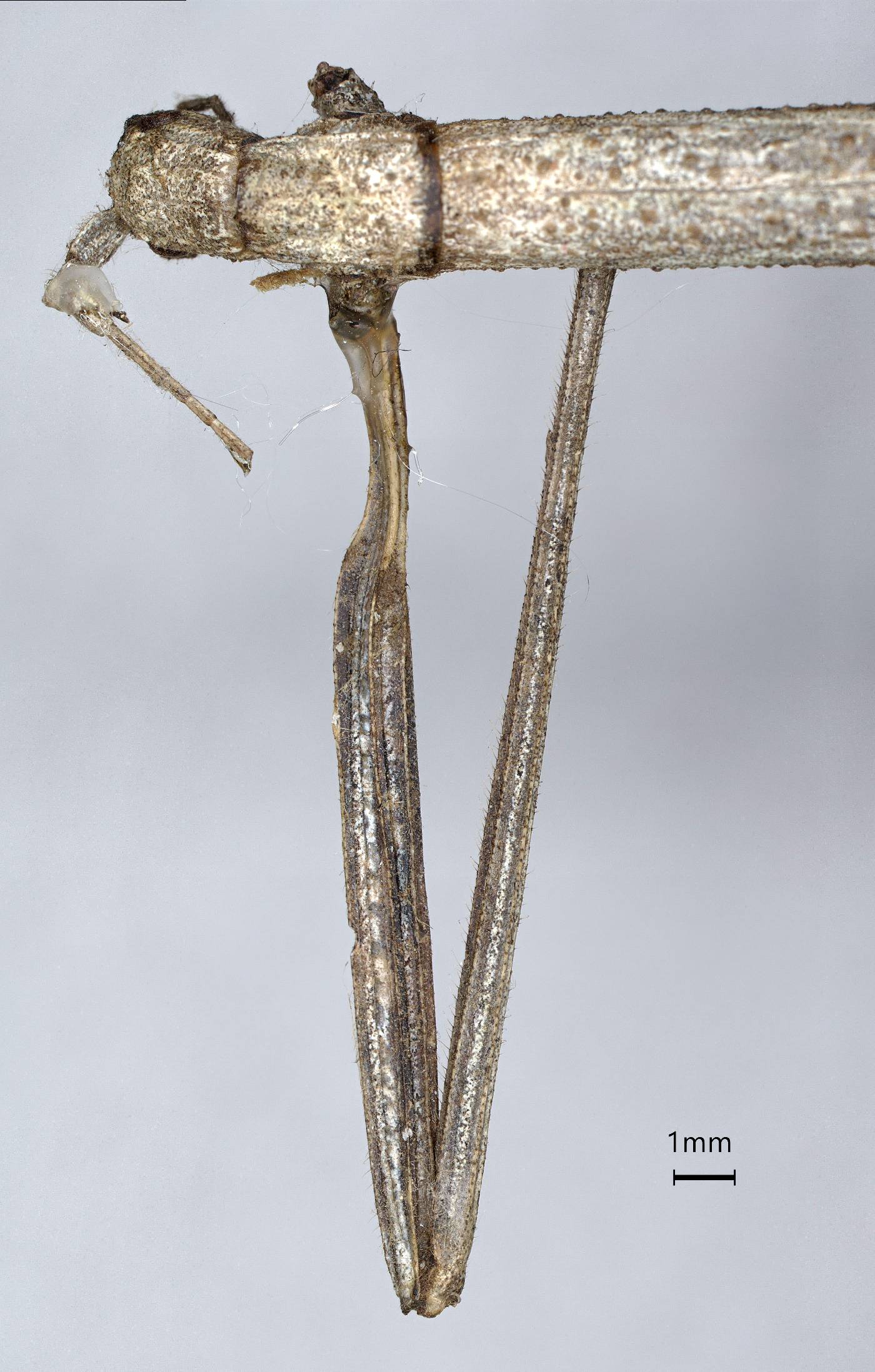 Pseudosermyle catalinae image