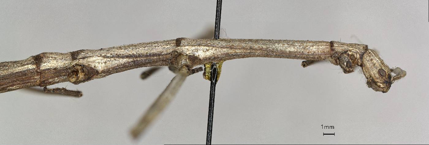 Pseudosermyle catalinae image