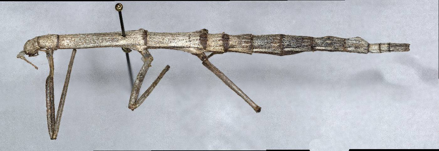 Phasmatidae image