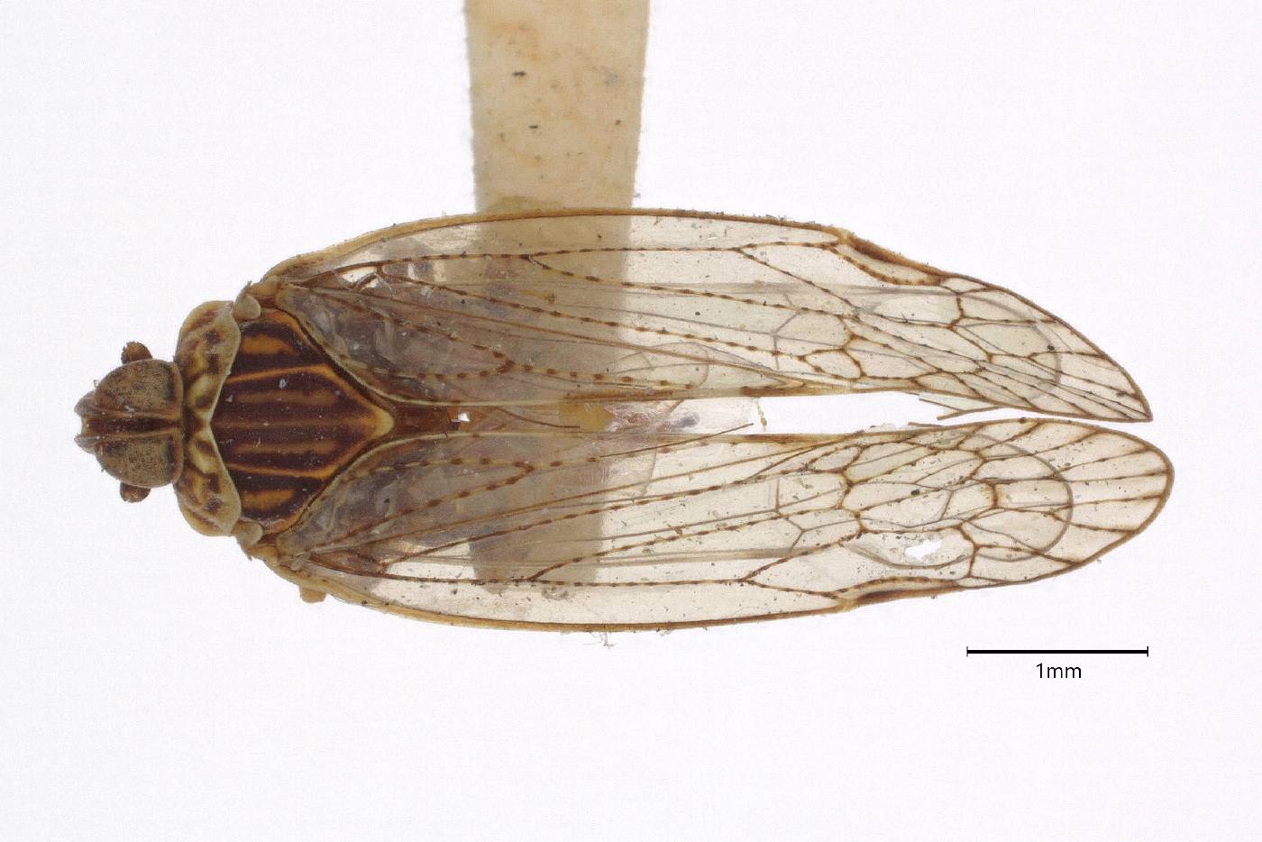 Oecleus capitulatus image