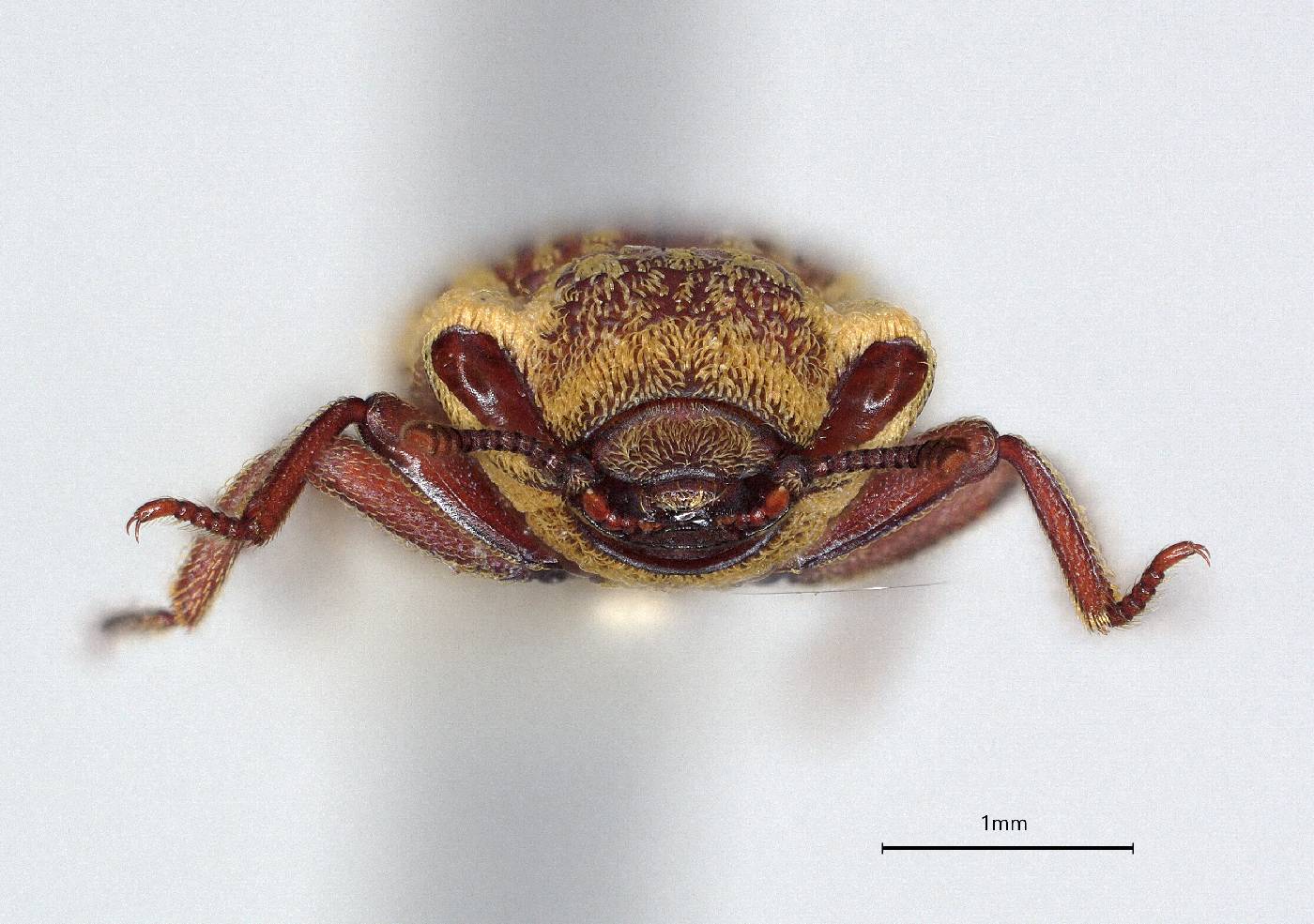 Usechimorpha montanus image