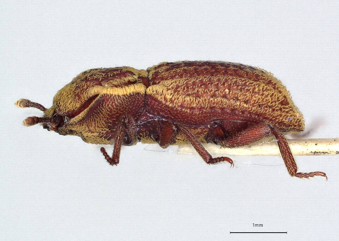 Usechimorpha montanus image