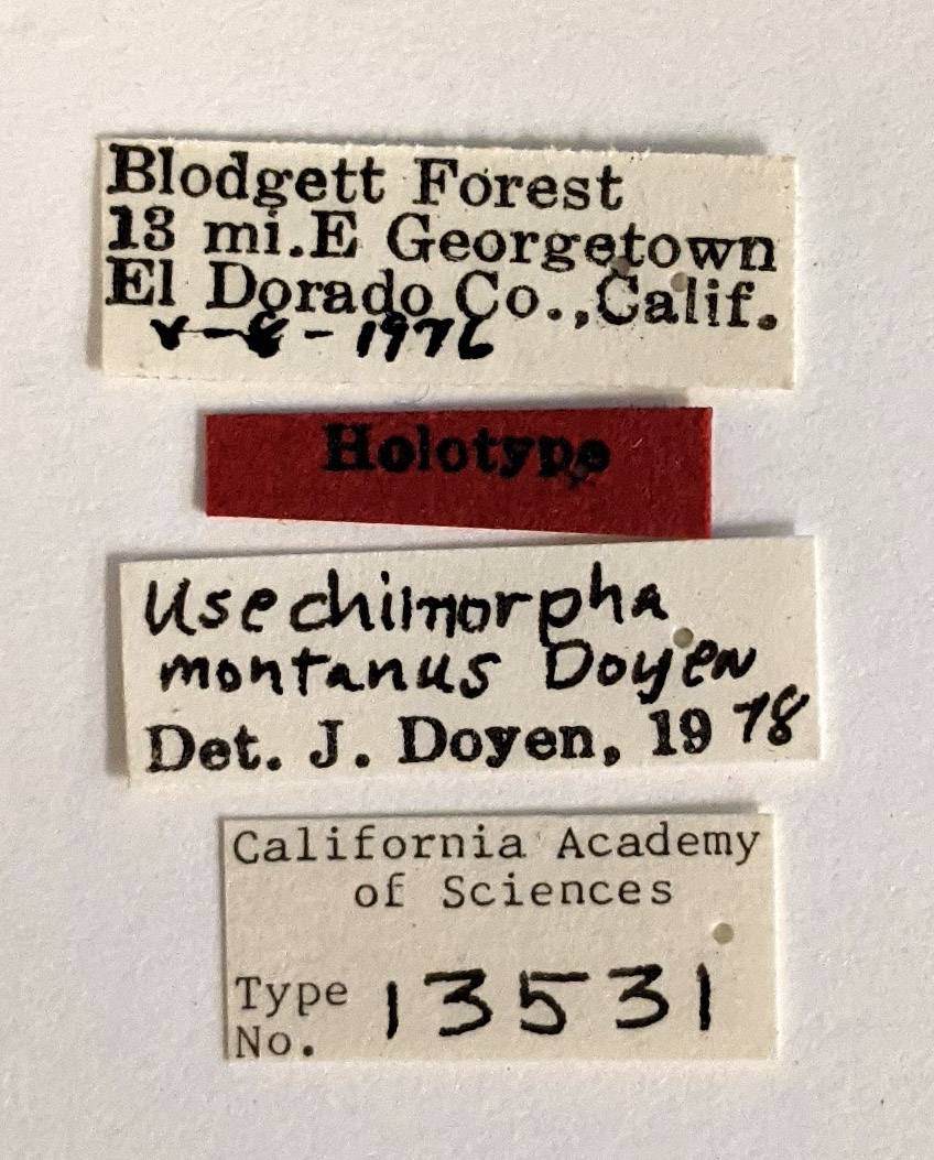Zopheridae image