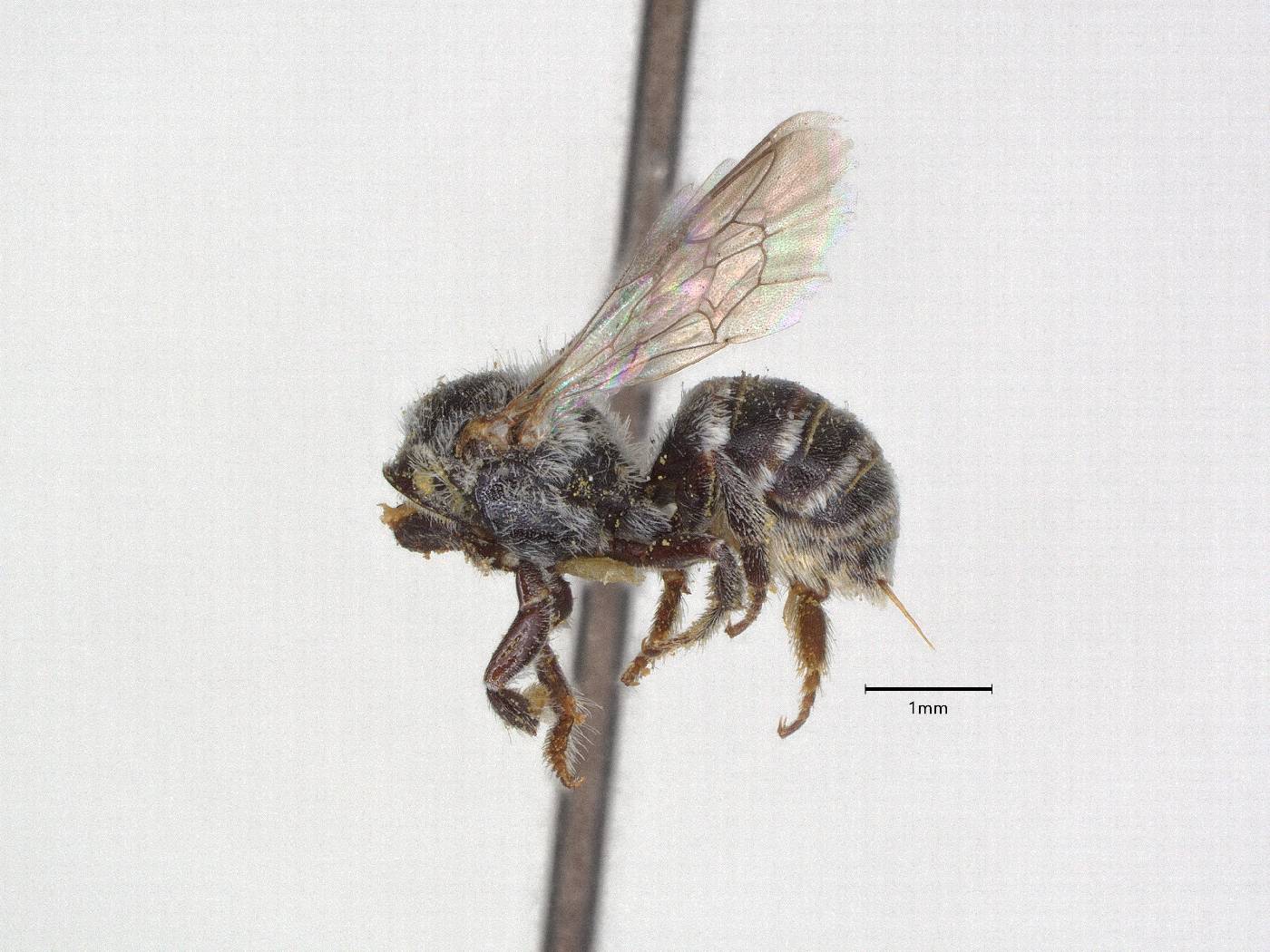 Anthocopa namatophila image