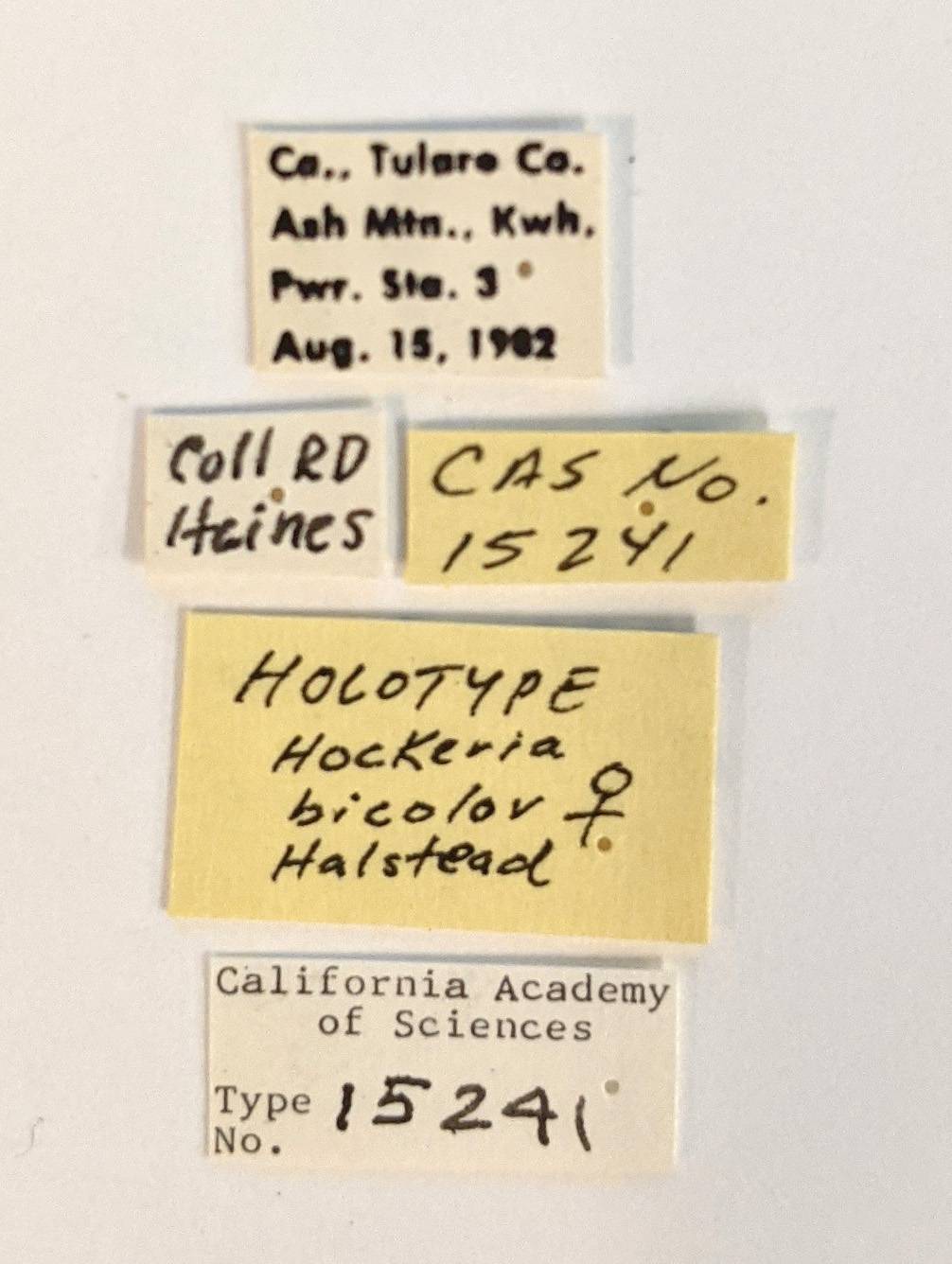 Hockeria bicolor image