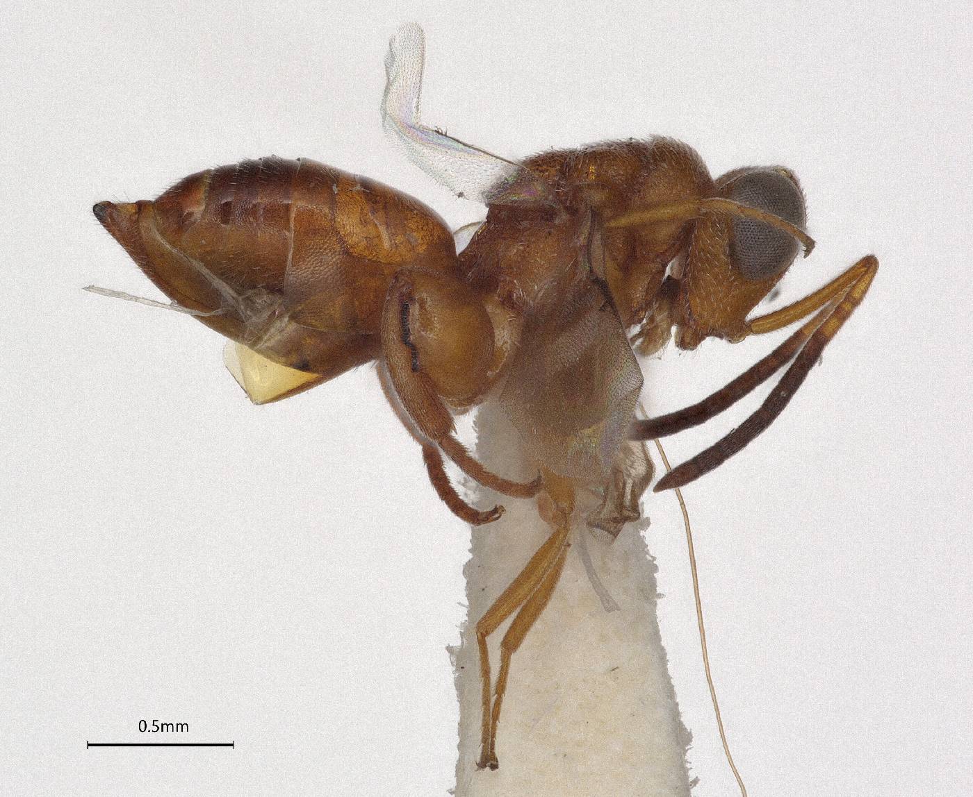 Hockeria brevipennis image