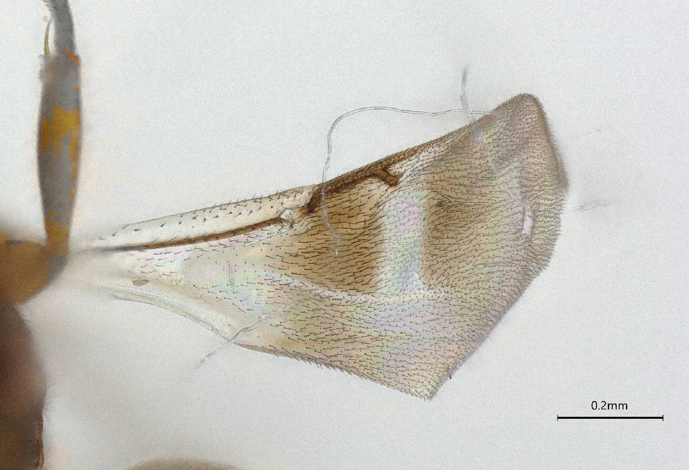 Hockeria brevipennis image